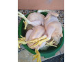 venta-de-gallinas-y-codornices-small-0