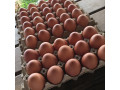 huevos-organicos-small-0